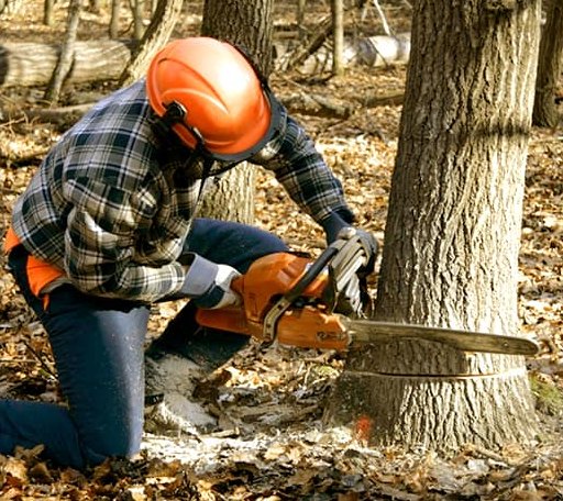 Tree Removal in Gypsy, WV